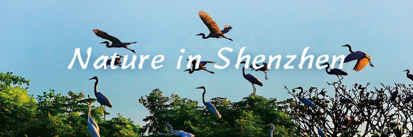 Nature in Shenzhen